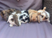 Lovely soft fluffy friendly mini lops
