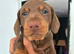 CHOCOLATE & TAN DACHSHUND PUPPIES