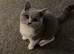 Bi colour British Shorthair