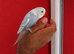 super silly hand tamed baby budgies