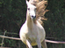 Beautiful Arab Mare with outstanding Pedigree
