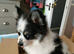3 year old castrated male pomci