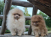 Pomeranian female available plush warm milk chocolate
