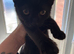 Black kitten 15 weeks old