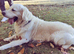 Golden retrievers pupies kc reg