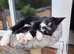 Two kittens for sale