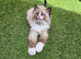 GCCF Registered Ragdoll Kittens