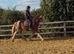 Dell 13.2hh Cob Cross Gelding, 3 Years Old