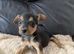Beautiful Pure Bred Jack Russells