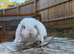 Mini lops ** Please read**
