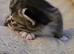 Beautiful kittens