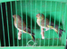 2026 Greenfinches
