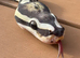 Rare Scaleless/ super micro scale royal (ball) python