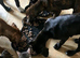 5 BEAUTIFUL CANE CORSO PUPPIES