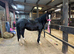 Gorgeous black section D mare