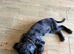 Beautiful 11-Week-Old Cockapoo Puppy (Spaniel Type) – Bournemouth