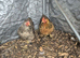 2 pekin bantam hens