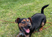 1 year old patterjack