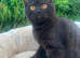(ONE REMAINING) BSH KITTENS | READY | PRESTON