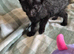 4 beautiful male kittens looking for new forever homes