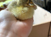 9 xindian runner ducklings