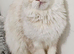 Maine Coon kitten Champion bloodlines