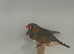 Various Stunning Zebra Finches