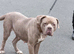 Cane corso cross American bulldog