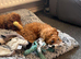 14 week old male cockapoo