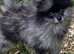 Beautiful Pomeranian puppies