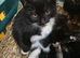 Farm breed kittens