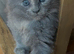 Stunning Maine coon ready to leave Now