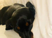 4yr old miniature dachshund