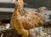 Trio pekin bantams