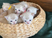Bengal Albino & Snow Lynx Kittens, TICA Registered. Delivery it's available.