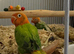 Opaline green split red eye
