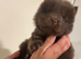 one chocolate chow chow girl available