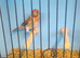 Goldfinch crossed with Satinette Mule