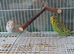 Two baby budgies