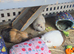 3 female guinea pig