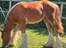 Yearling Cob filly