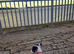 Female staffie cross for rehome