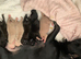 All pups £250