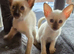 Full siamese female and male