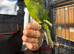Hand reared baby