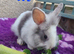Lion lop