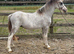 Welsh a yearling colt