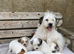 Jack Russell