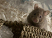 Syrian Hamster full set up
