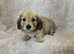 Cream long haired miniatures READY NOW